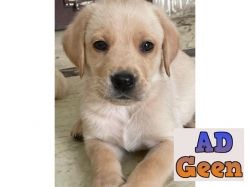 used Male female puppy available for sale Labrador for sale 